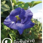 Pun Pun Seed Catalog