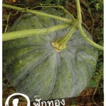 Pun Pun Seed Catalog